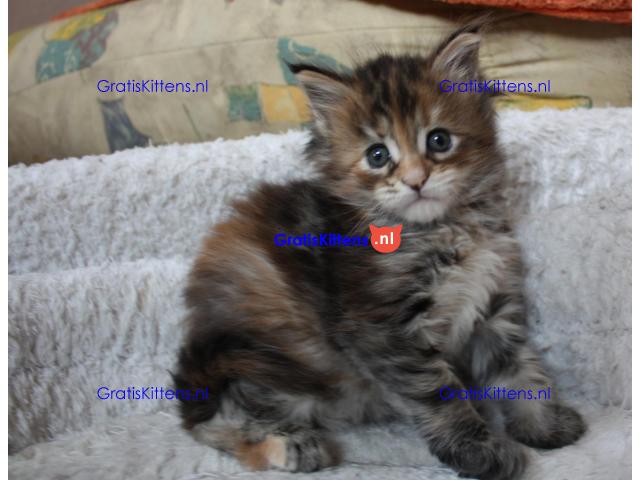 Maine coon kittens