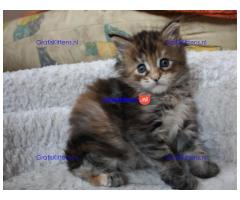 Maine coon kittens