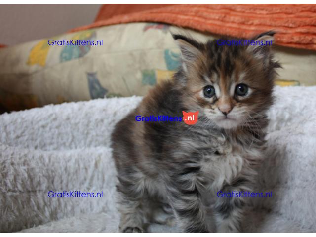 Maine coon kittens