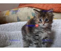 Maine coon kittens