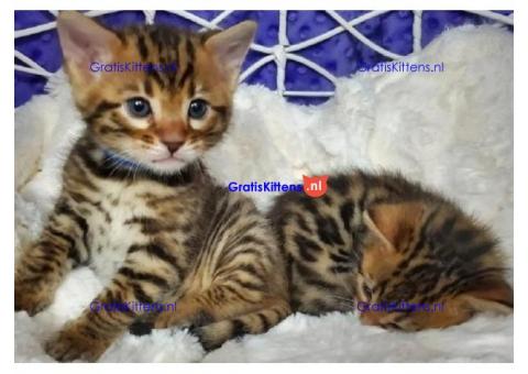 Bengaalse kittens beschikbaar