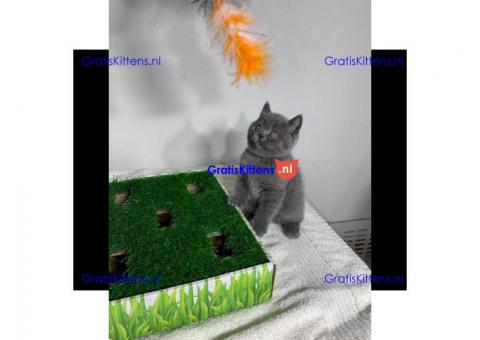 Britse korthaar kittens gratis een nieuw huis