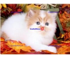 GCCF geregistreerde fokker Honeyberry Persians