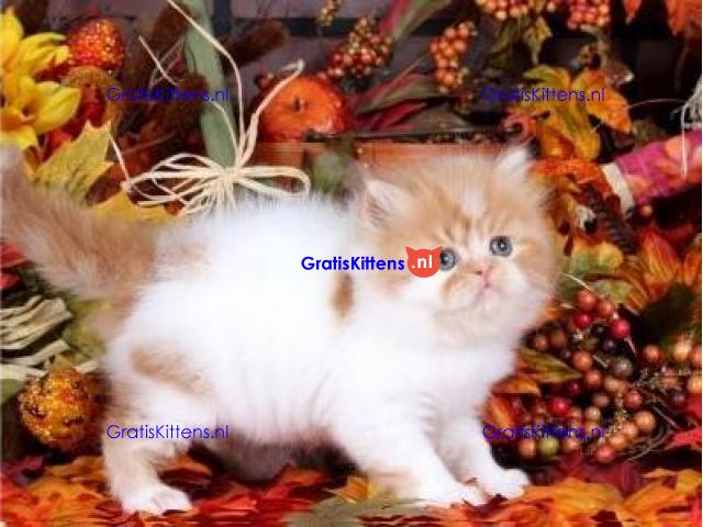 GCCF geregistreerde fokker Honeyberry Persians