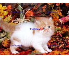 GCCF geregistreerde fokker Honeyberry Persians