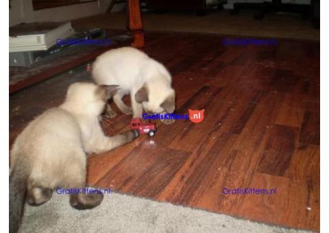 Lieve Siamese kittens