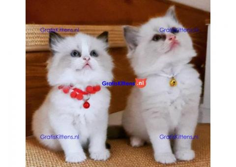 Tica geregistreerde Ragdoll kittens te koop