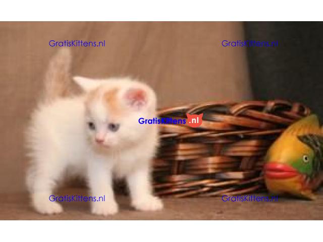 Show Scottish Fold Kittens