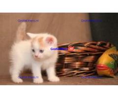 Show Scottish Fold Kittens