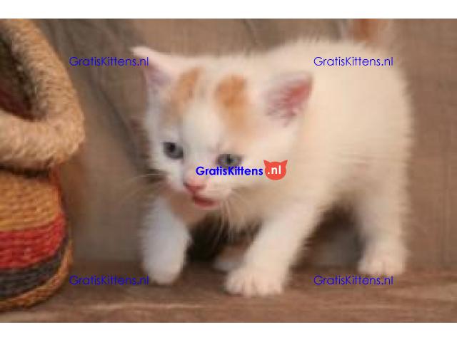 Show Scottish Fold Kittens