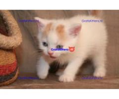 Show Scottish Fold Kittens