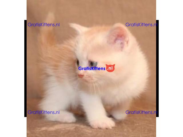 Show Scottish Fold Kittens