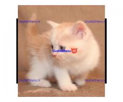 Show Scottish Fold Kittens