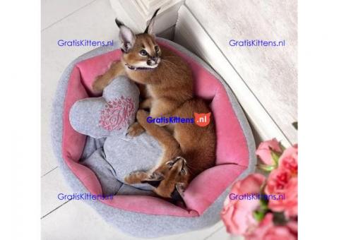 Mooie Caracal Kittens Beschikbaar voor verkoop.