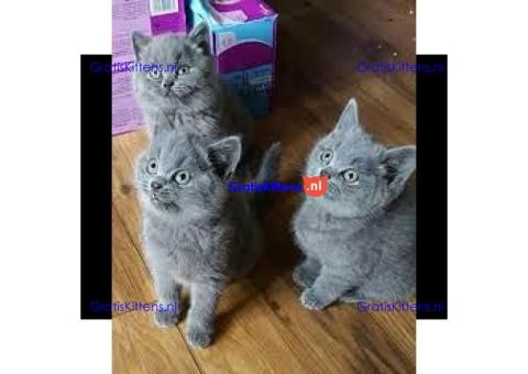 Britse Korthaar/Scottish Fold Blauw en Lilac kitten