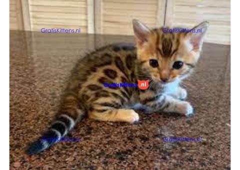 Bengaalse kitten voor adoptie