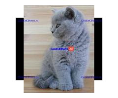 Britse Korthaar/Scottish Fold Blauw en Lilac kitten