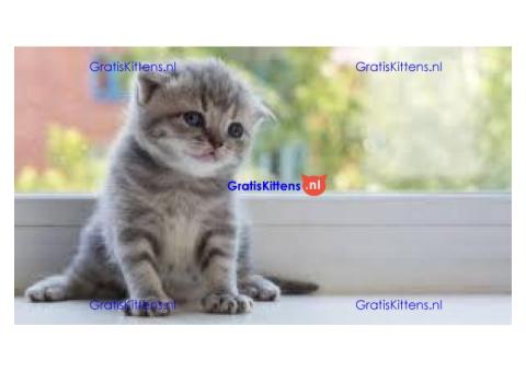 Klaar nu Scottish Fold gold chinshila