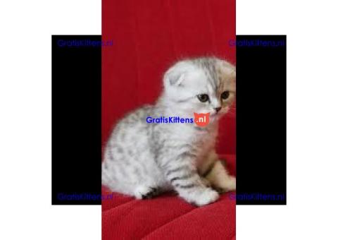 ALLES GERESERVEERD!Scottish Fold kittens voor reservering