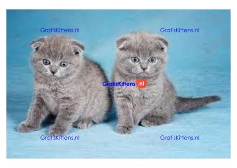 Prachtige Scottish Fold Kittens (Perzische Mix)