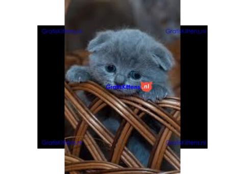 Schitterende kwaliteit Show Class Scottish Fold kittens