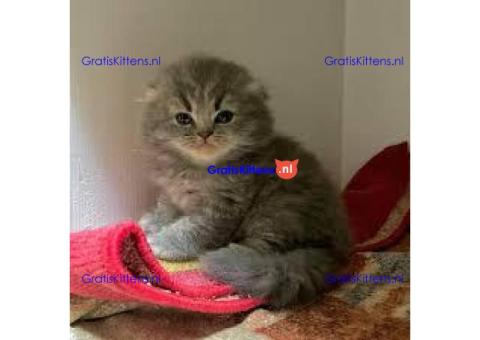 Klaar nu Scottish Fold gold chinshila