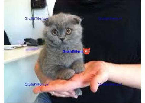 scottish fold kittens nest van 4