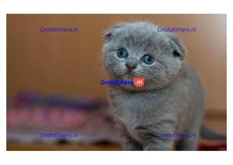 4 Prachtige Scottish Fold klaar om gereserveerd te worden