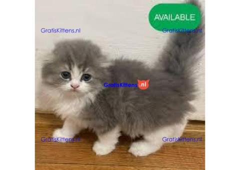 Blue eyed colour point scottish fold kittens