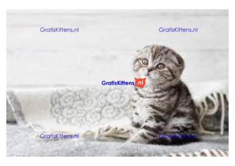 Toon kwaliteit Scottish Fold Girls