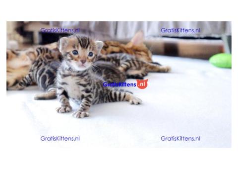 4 prachtige Bengaalse kittens te koop