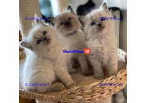 Thuis opgegroeide Ragdoll-kittens