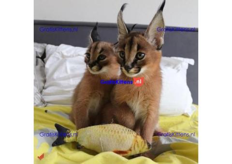 Caracal-kittens te koop