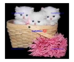 Perzische kittens ter adoptie