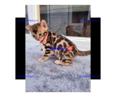 Bengaalse kittens ter adoptie