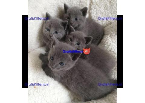 Russische blauwe kittens