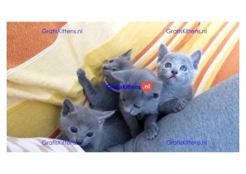 Russische blauwe kittens