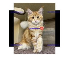 Maine Coon Kitten heeft een nieuw huis nodig