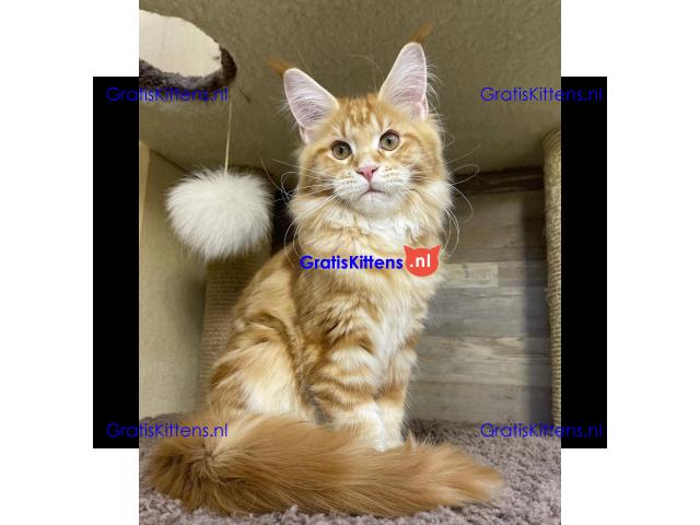 Maine Coon Kitten heeft een nieuw huis nodig