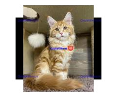Maine Coon Kitten heeft een nieuw huis nodig
