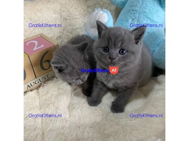 Britse Korthaar/Scottish Fold Blauw en Lilac kitten