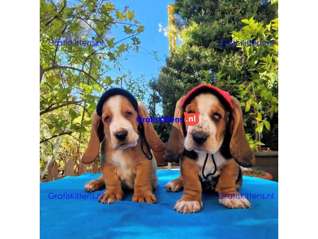 Basset Hound-puppy's voor gratis adoptie