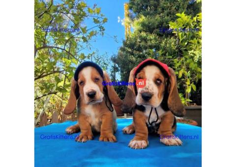 Basset Hound-puppy's voor gratis adoptie