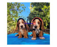 Basset Hound-puppy's voor gratis adoptie