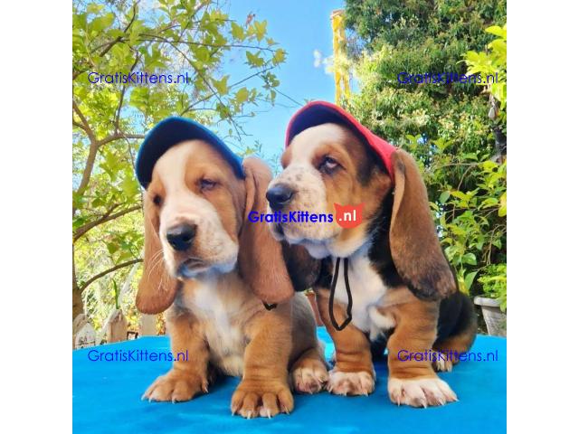 Basset Hound-puppy's voor gratis adoptie