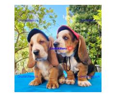 Basset Hound-puppy's voor gratis adoptie