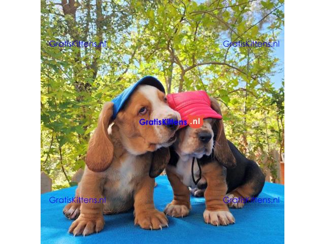 Basset Hound-puppy's voor gratis adoptie