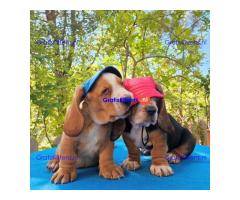 Basset Hound-puppy's voor gratis adoptie