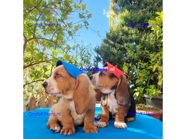 Basset Hound-puppy's voor gratis adoptie