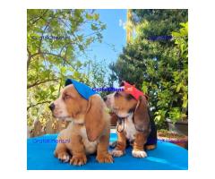 Basset Hound-puppy's voor gratis adoptie